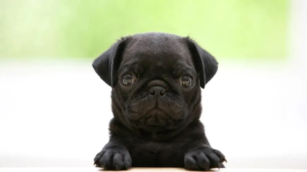 perro, negro, cachorro
