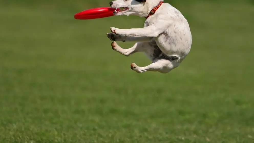 perro, dico, cesped